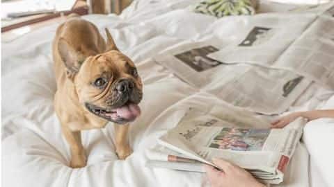 Top five most luxurious dog resorts around the world Top five most luxurious dog resorts around the world