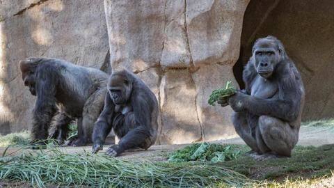 US: Gorillas test positive for coronavirus, found coughing US: Gorillas test positive for coronavirus, found coughing