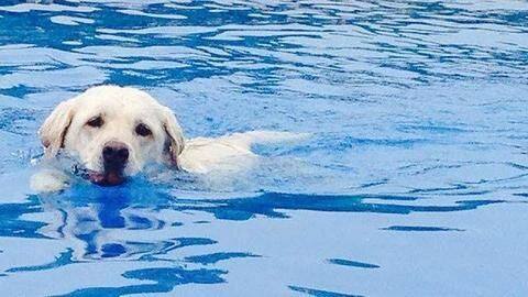 Train your doggy Train your doggy