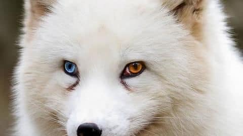 Five of the most beautiful animals in the world Five of the most beautiful animals in the world