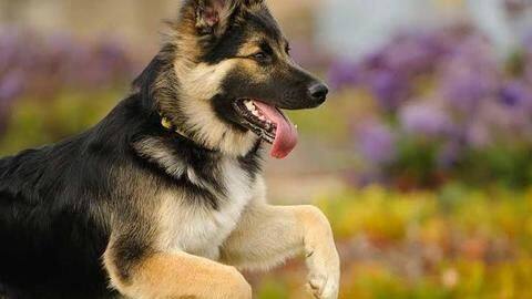 Five facts about German Shepherd dogs Five facts about German Shepherd dogs