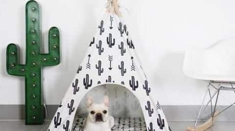 Five weird (but handy) gifts for your dog Five weird (but handy) gifts for your dog