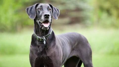 Five facts about Great Danes you should know Five facts about Great Danes you should know