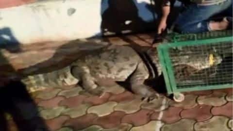 Gujarat: 10.5ft crocodile enters village, captured by forest officials Gujarat: 10.5ft crocodile enters village, captured by forest officials
