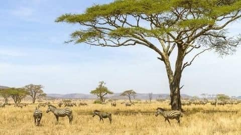 Tanzania: Serengeti National Park Tanzania: Serengeti National Park