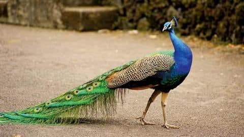 Five fun facts about peacocks you should know Five fun facts about peacocks you should know