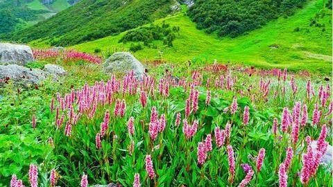 Valley of Flowers National Park, Uttarakhand Valley of Flowers National Park, Uttarakhand