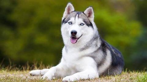 The Siberian Husky: Gorgeous, medium-sized dogs The Siberian Husky: Gorgeous, medium-sized dogs