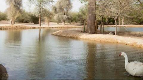 Al Qudra Lakes: Perfect for a little family picnic outing Al Qudra Lakes: Perfect for a little family picnic outing