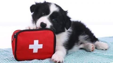 Simple first aid tips for pet parents Simple first aid tips for pet parents