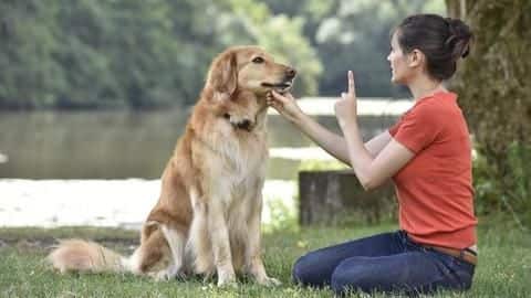 Training your dog? Better avoid these five common mistakes Training your dog? Better avoid these five common mistakes