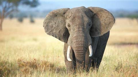 Elephants eat a lot; aren't blessed with good digestion Elephants eat a lot; aren't blessed with good digestion