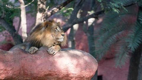 In a first, 8 lions test COVID-19-positive at Hyderabad zoo In a first, 8 lions test COVID-19-positive at Hyderabad zoo