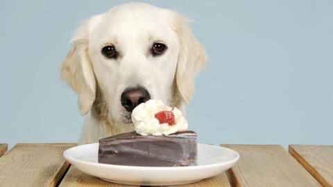 8 foods you should never feed your dog 8 foods you should never feed your dog