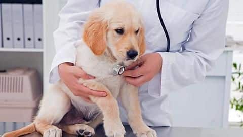 Buying a pet insurance? Here's what you need to do Buying a pet insurance? Here's what you need to do