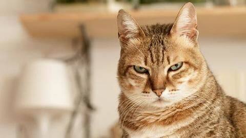What causes sudden anger in your cat? What causes sudden anger in your cat?