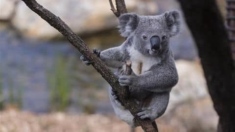 Five interesting facts about koalas you should know Five interesting facts about koalas you should know