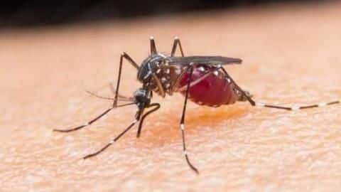 #HealthBytes: Simple hacks to avoid dengue by preventing mosquito bites #HealthBytes: Simple hacks to avoid dengue by preventing mosquito bites