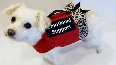 Need emotional support? These 5 unusual animals will help Need emotional support? These 5 unusual animals will help