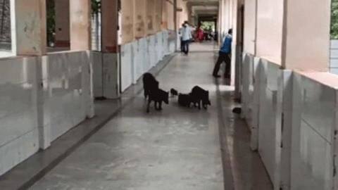 Karnataka: Pigs roam freely in corridors of COVID-19 hospital Karnataka: Pigs roam freely in corridors of COVID-19 hospital