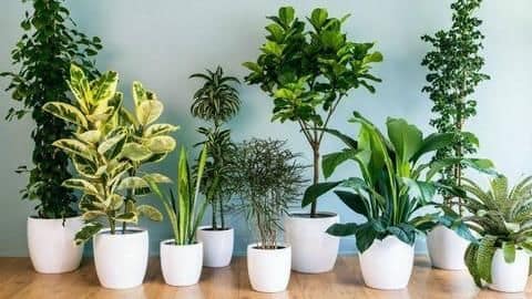 Air pollution: Five houseplants that can help purify indoor air Air pollution: Five houseplants that can help purify indoor air