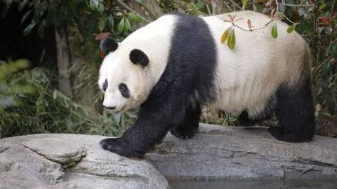 Where do pandas live? Where do pandas live?