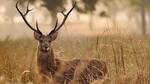 Kanha National Park, Madhya Pradesh