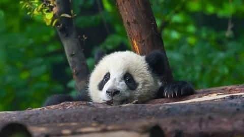 When do pandas give birth? When do pandas give birth?