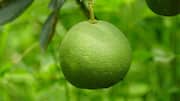 What is African pomelo? Here's how to use it