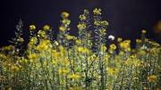 Genetically-modified Mustard to be commercially cultivated