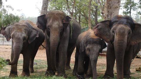 Jharkhand: Elephants kill more people than Maoists Jharkhand: Elephants kill more people than Maoists