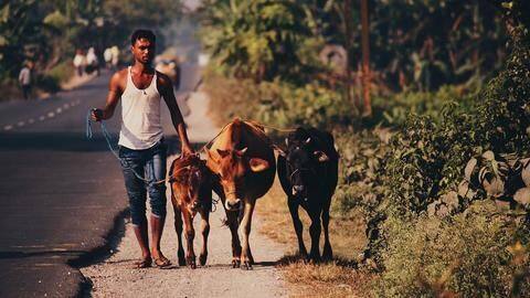 Centre considers Project Cow, like Project Tiger Centre considers Project Cow, like Project Tiger