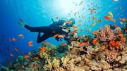 Divers, don't miss this underwater wonderland 