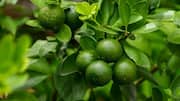 Grow fresh kaffir lime in your home garden