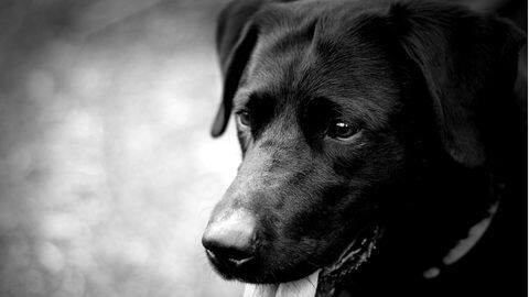 The booming pet care industry in India The booming pet care industry in India