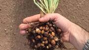 Tiger nuts: Let's know about this small root vegetable