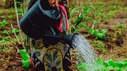 These gardening practices can help reduce stress