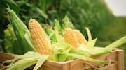 How to grow sweet corn at home