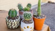 How to care for cacti indoors