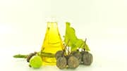 Jatropha oil: An ancient beauty secret