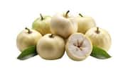 White sapote: A creamy fruit everyone should try 