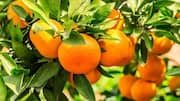 How to grow citrus plants indoors
