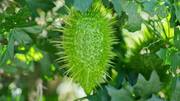 Why health experts are talking about wild cucumber 