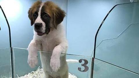 Government brings in new rules to prevent pet-trade abuse Government brings in new rules to prevent pet-trade abuse