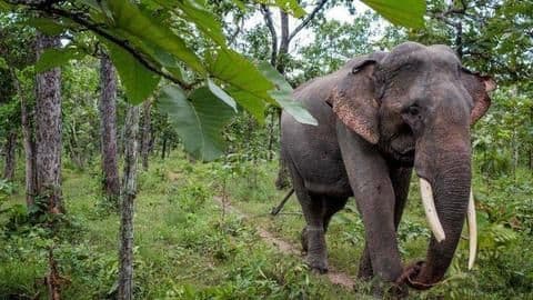 Maharashtra: Elephant freed to hunt man-eater tigress kills woman Maharashtra: Elephant freed to hunt man-eater tigress kills woman