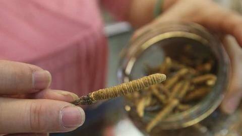Himalayan Viagra, costlier than gold, is in danger Himalayan Viagra, costlier than gold, is in danger
