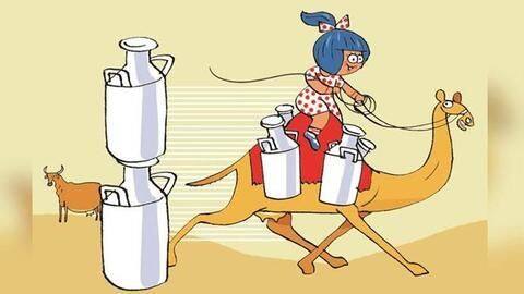 Amul's Diwali gift to Ahmedabad? 'Fresh deodorized' camel milk! Amul's Diwali gift to Ahmedabad? 'Fresh deodorized' camel milk!
