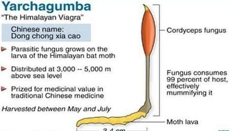 Himalayan Viagra, costlier than gold, is in danger