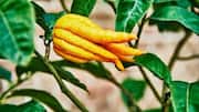 Buddha's hand: A fascinating fruit you need to try