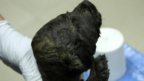Divergence between dogs-wolves happened 20,000-40,000 years ago Divergence between dogs-wolves happened 20,000-40,000 years ago